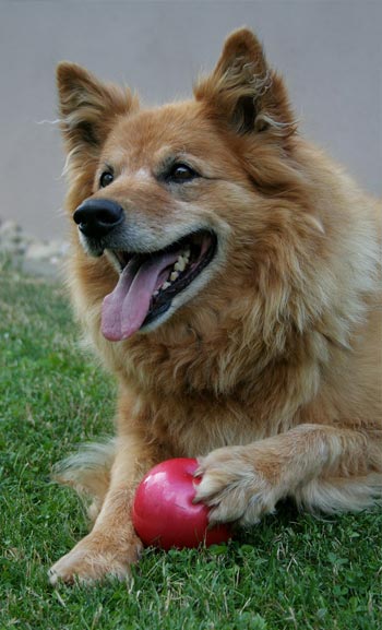 Dog Toys Sydney, Brisbane, Darwin, Australia, Bondi Junction