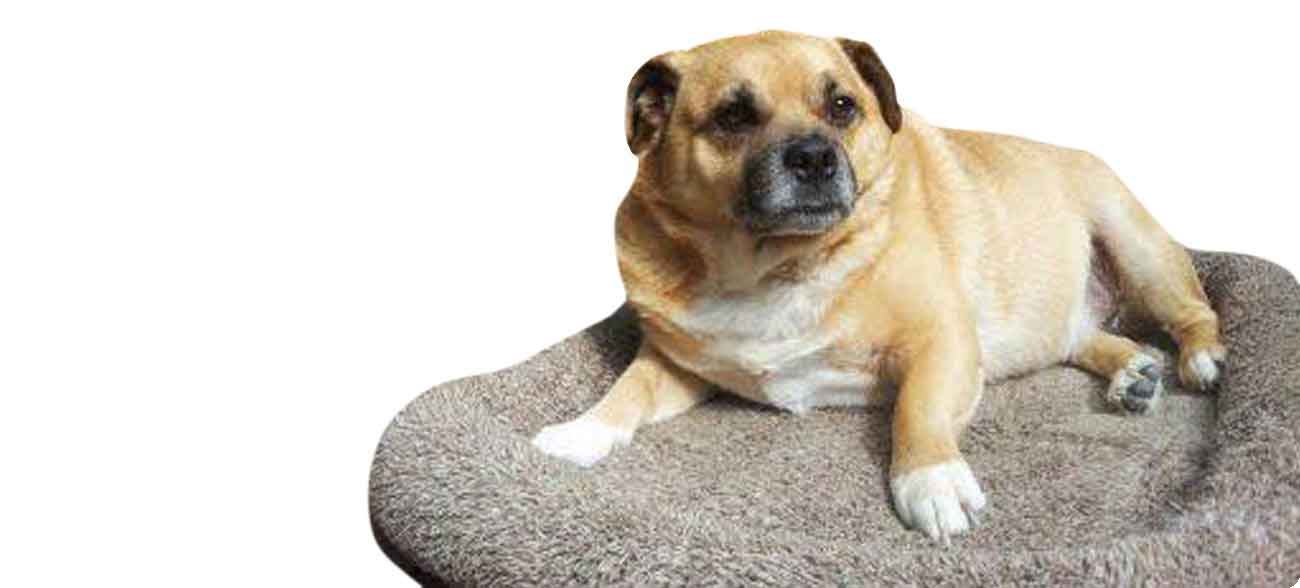 Dog Beds, Bedding, Cushions Perth WA