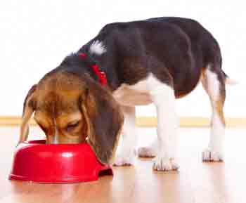 Dogs Bowls and Food Dispensers Online Australia, Bondi Junction, CBD, Bushwick, Gold Coast, Fortitude Valley