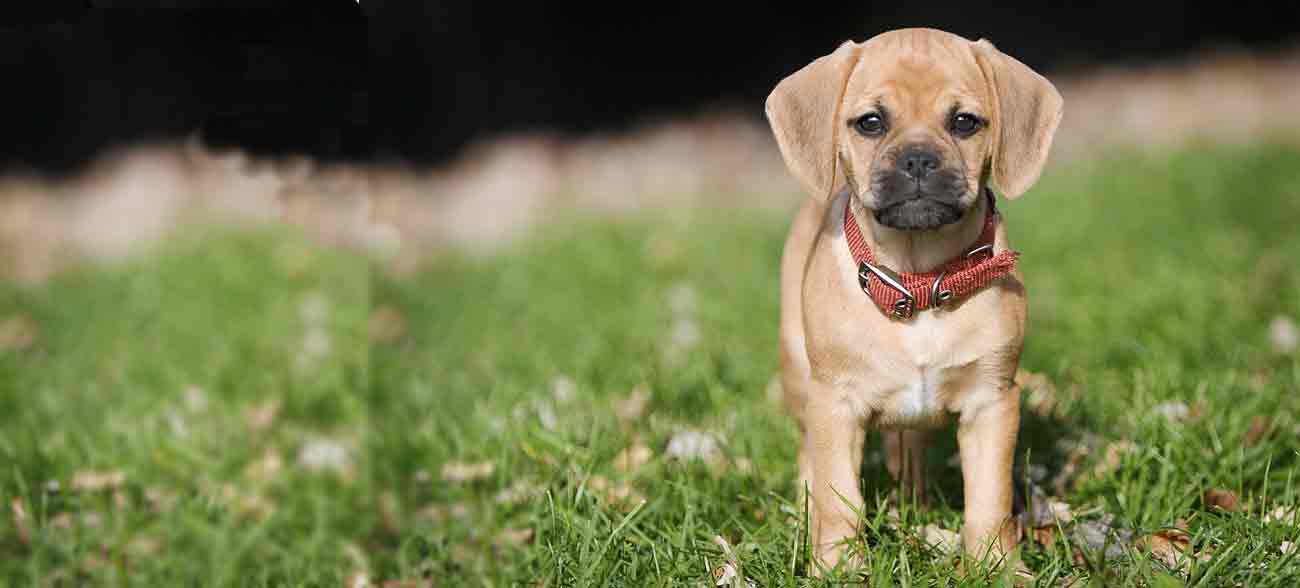 Dog Collars Brisbane Queensland Australia, Ipswich, Gold Coast, Sunshine