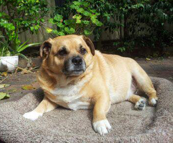 Online Dog Beds, Cushions & Bedding Melbourne, VIC, Australia & Sydney, NSW, Hobart, TAS, Adelaide, SA