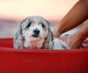 Dog Hygiene, Dental & Baths Melbourne Australia, Adelaide, Perth, Hobart, Darwin