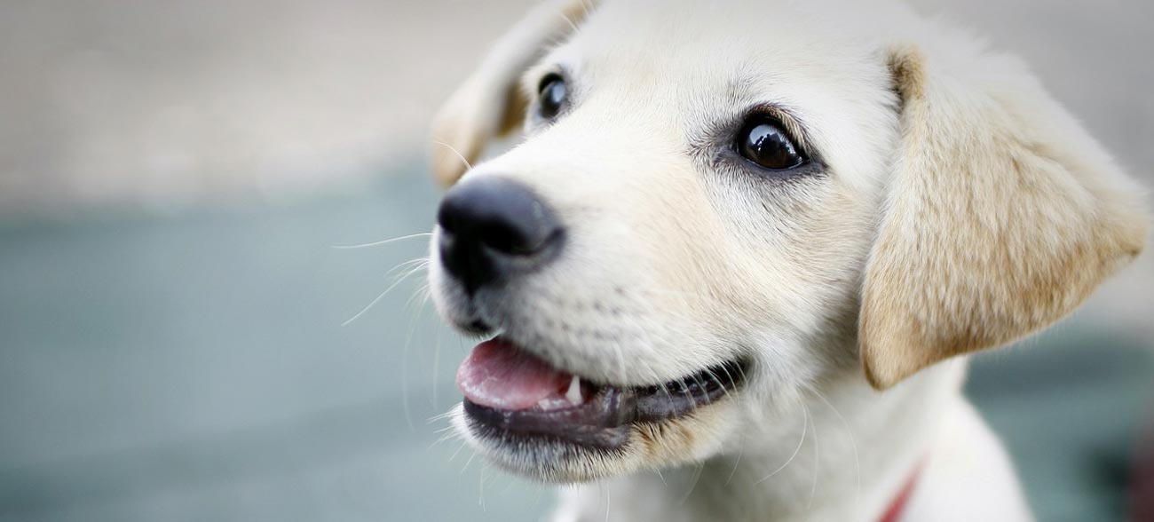 Dog Products Online Sydney NSW Australia, Melbourne, Brisbane, Perth