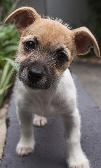 Puppy Toys, Products and Accessories, Collingwood, Paddington, Perth, Adelaide, Hobart